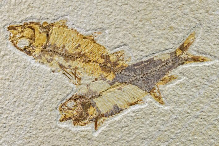 Pair of Fossil Fish (Knightia) - Green River Formation #159060